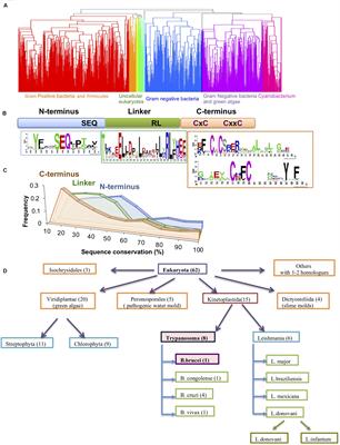 TrypOx, a Novel Eukaryotic Homolog of the Redox-Regulated Chaperone Hsp33 in Trypanosoma brucei